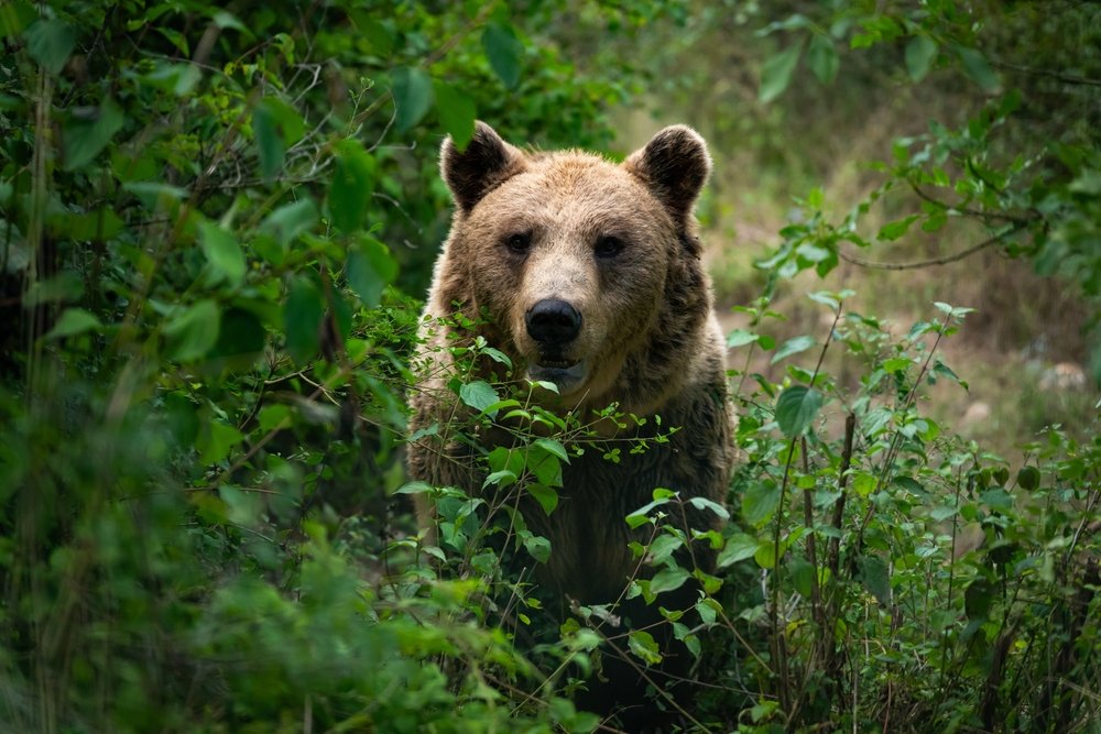 クマ♡ 逃げろ！」の声も聞こえず…近寄るクマに全く気づかず公園でイチャつく